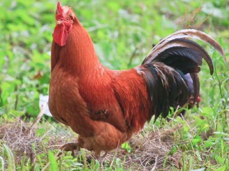 Bisnis sampingan Jenis jenis Ayam Kampung Asli Indonesia