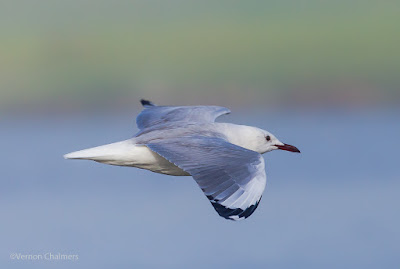 King Gull In The Fog - Woodbridge Island Canon EOS 6D