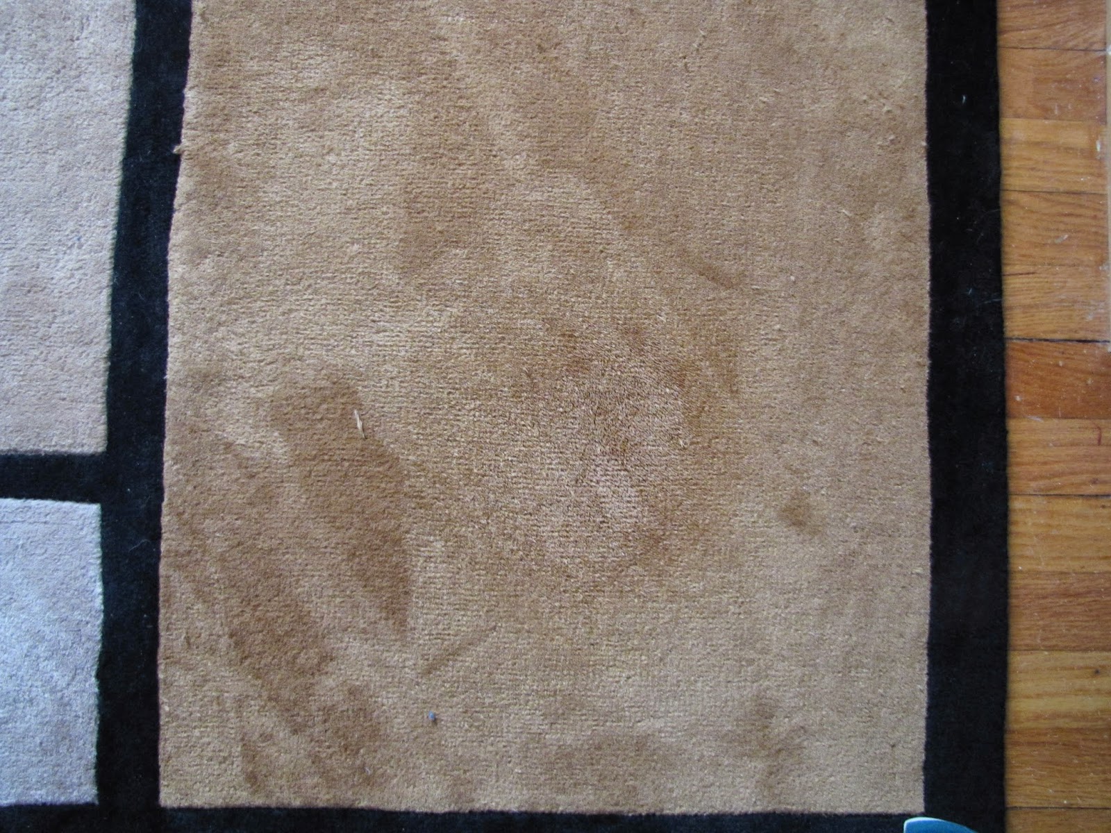 Best Carpet Cleaner And Stain Remover How To Remove Cat Puke Stains