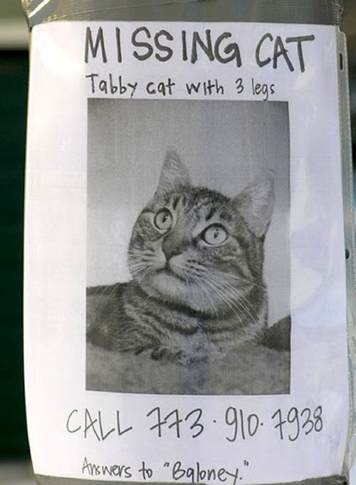 Brighton Beach: 30 Funniest Lost and Found Pet Signs