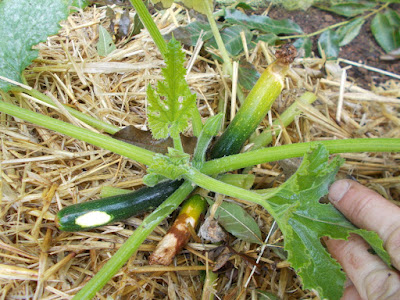 Courgettes Zucchini Growing your own The 80 Minute Allotment September