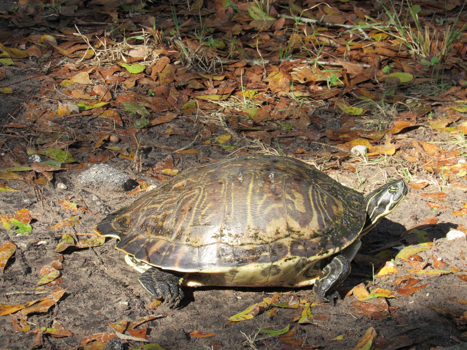 TM Gallery Walsingham Botanical Garden February 8, 2017