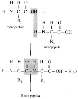KIMIA ORGANIK II: proteinProtein merupakan senyawa terpenting penyusun