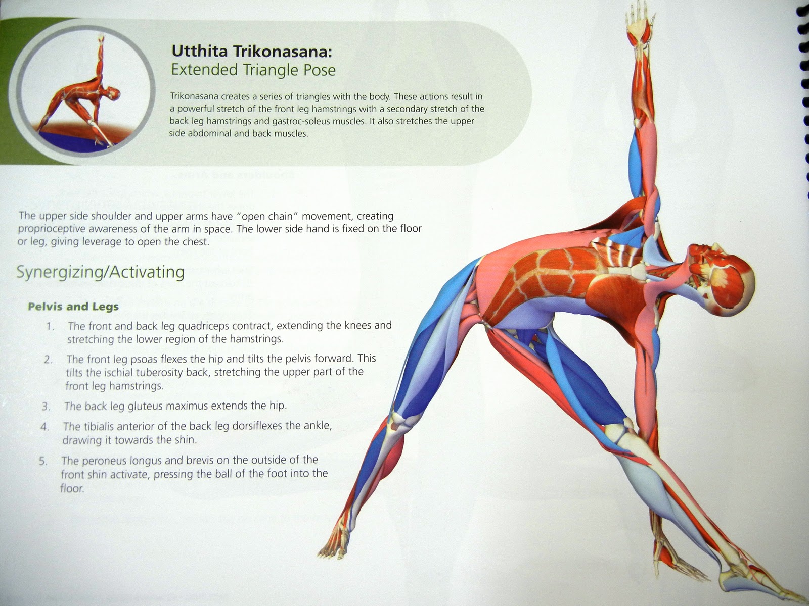 The elegant klutz utthita trikonasana or triangle pose