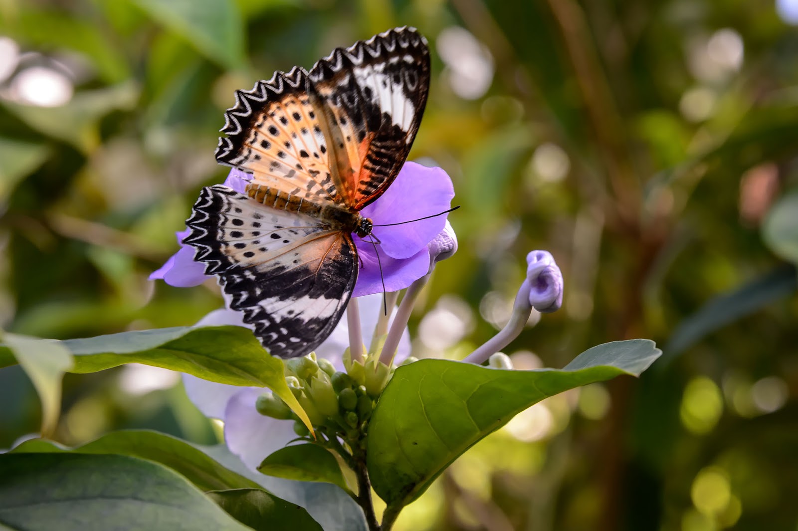 Bubba's Garage The Key West Butterfly and Nature Conservatory, Key