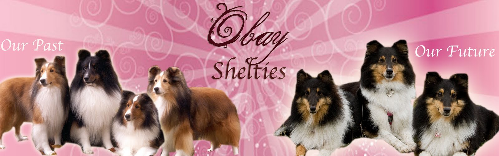 OBay Shelties