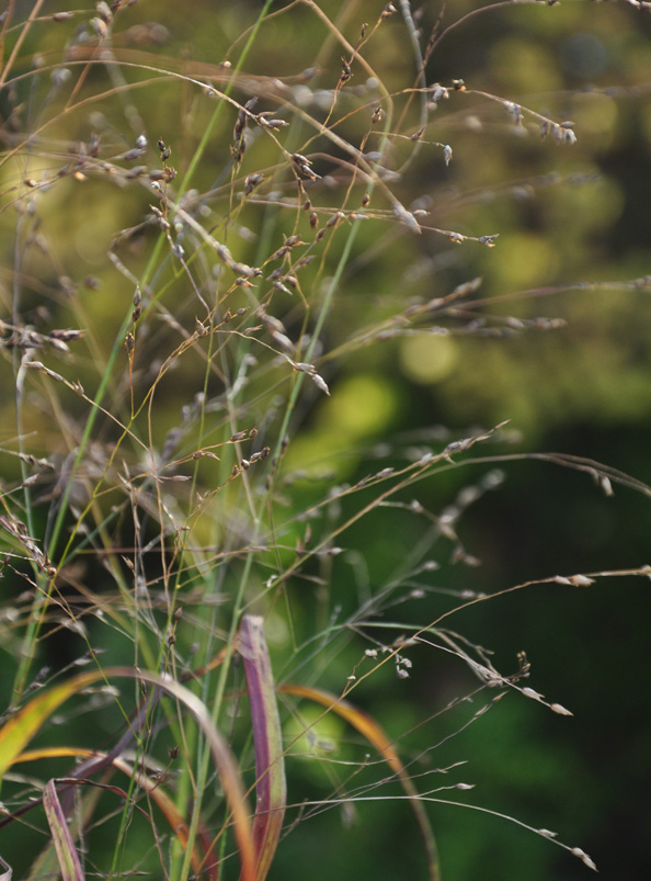 Three Dogs in a Garden Favourite Ornamental Grasses, Part 2 Cultivars