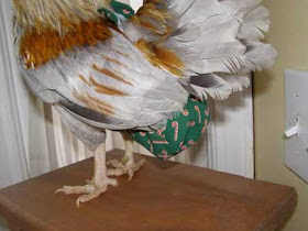 حفاضات خاصة للدجاج المدلل!