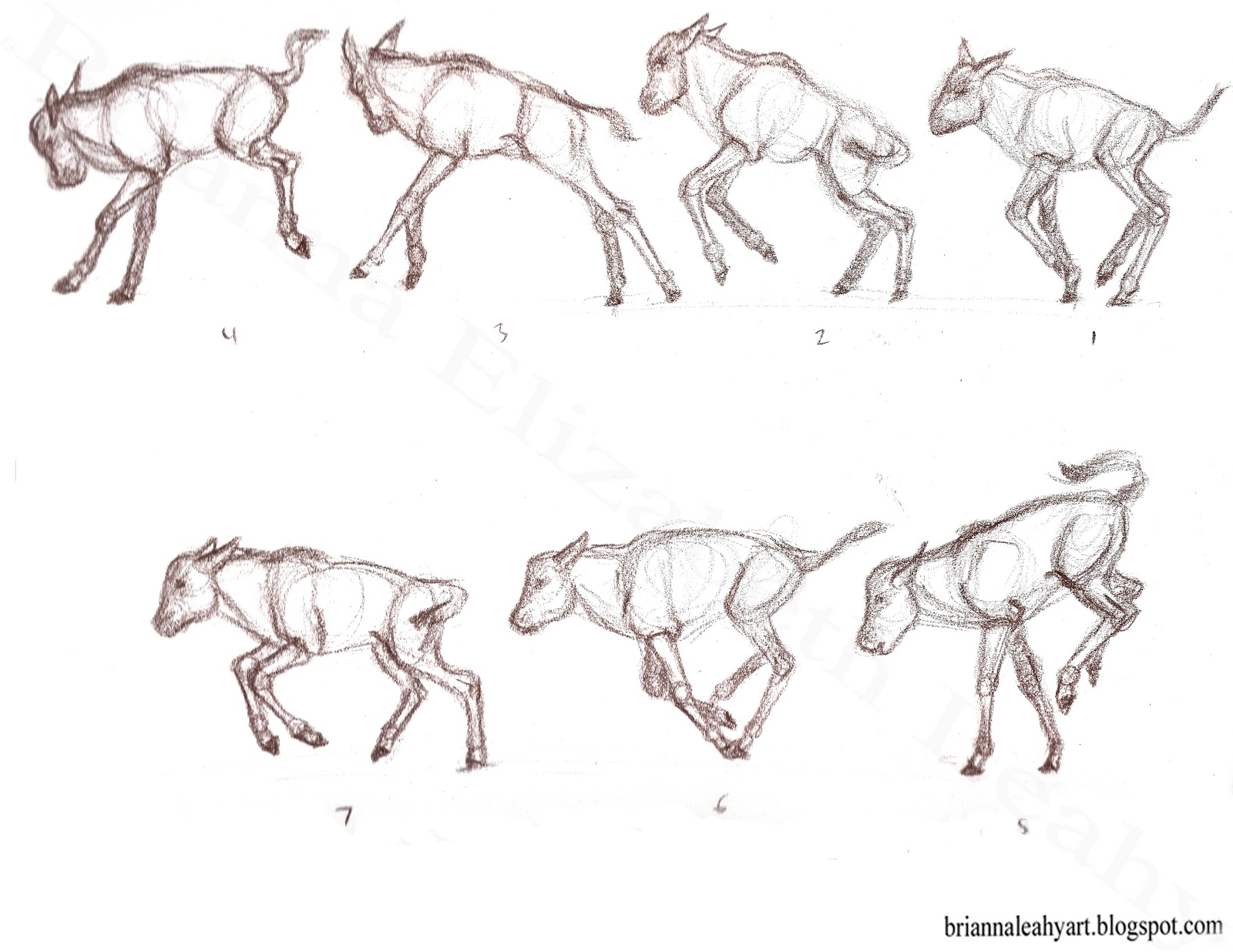 Art Adventures Blog Animal Motion Studies