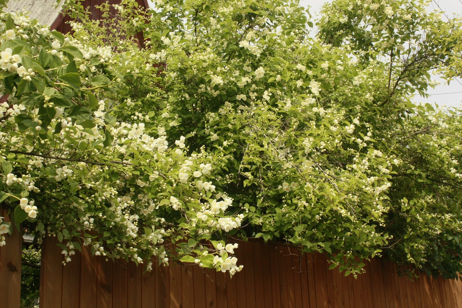 "Завидово": Чубушник (садовый жасмин)