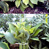 How to transplant hostas #Gardening