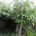 Perawatan Bibit Durian Musang King