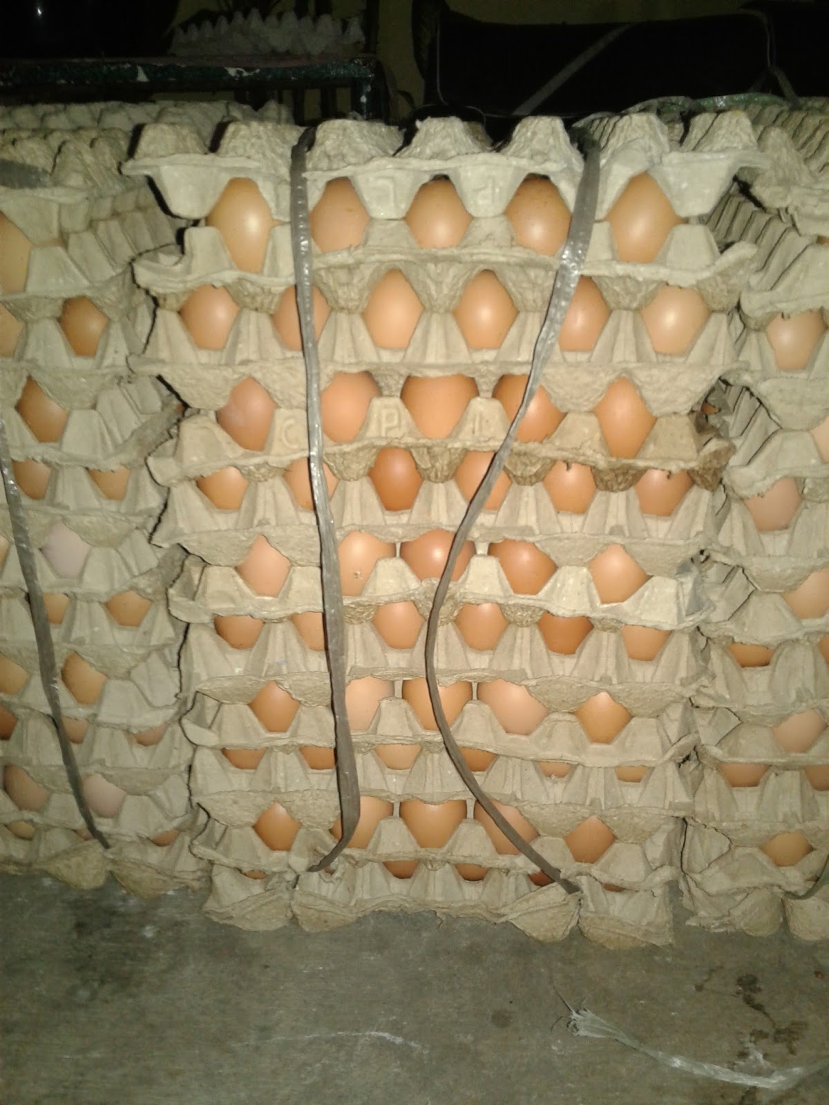 Distributor telur ayam