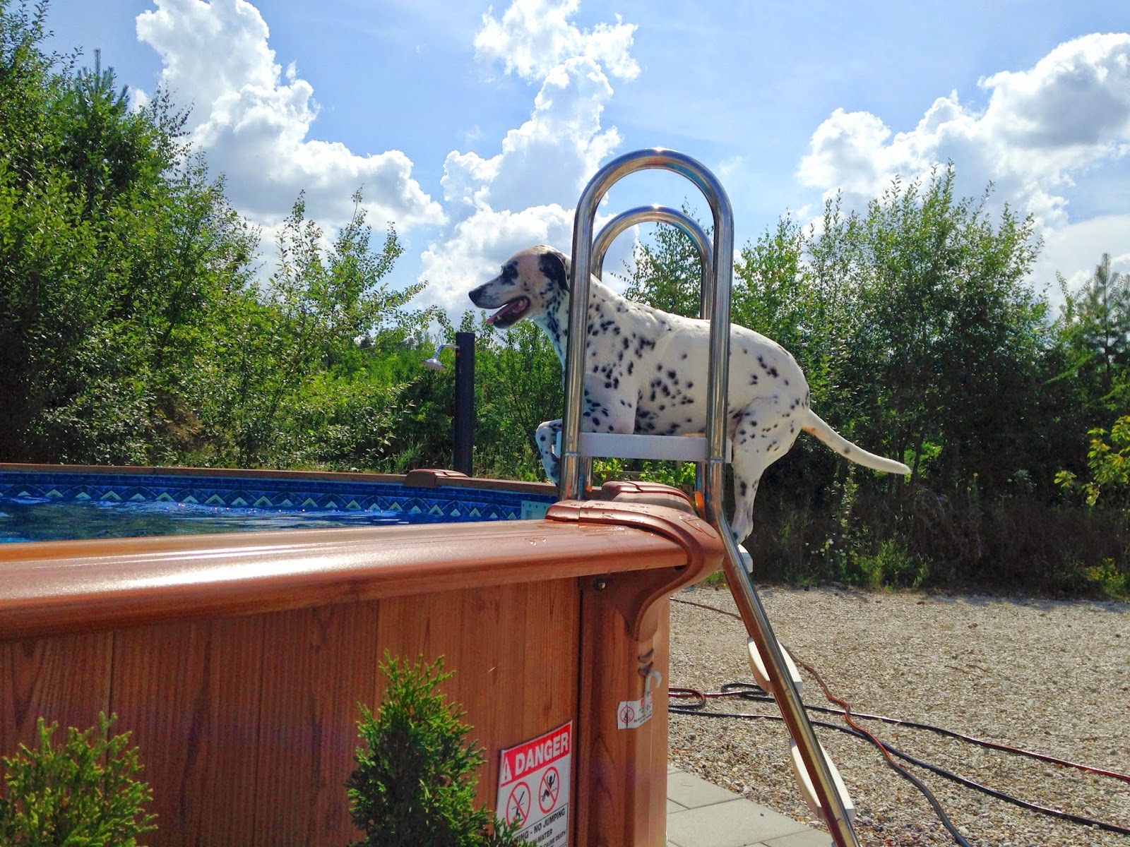 Die Alltagsgourmets Mein Hund ist ein Fischotter