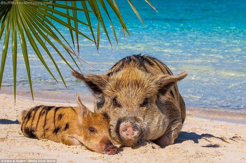 Happy life of Cheerful Swimming Pigs of the Big Majors Cay, Bahamas