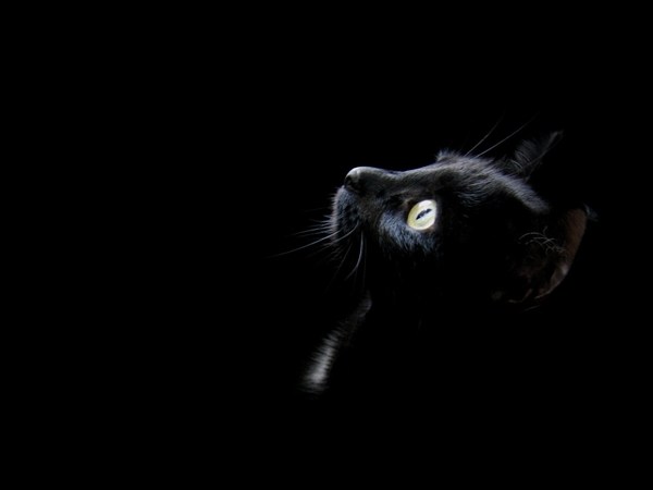 Black HD Cat Staring Wallpaper