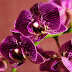 Cum înmulțești orhideea Phalaenopsis