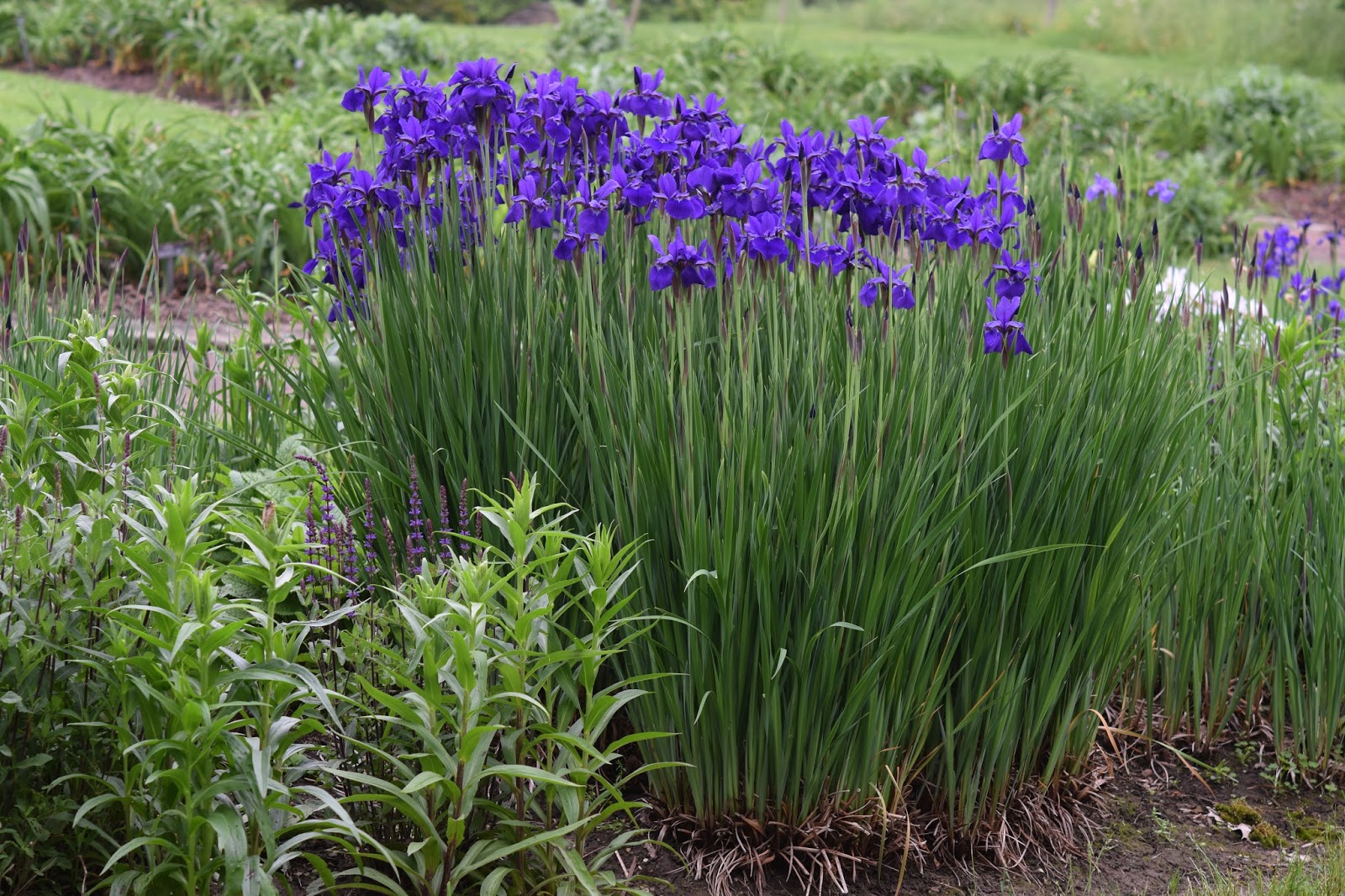 Lifestyle Garden Thriving Siberian Iris