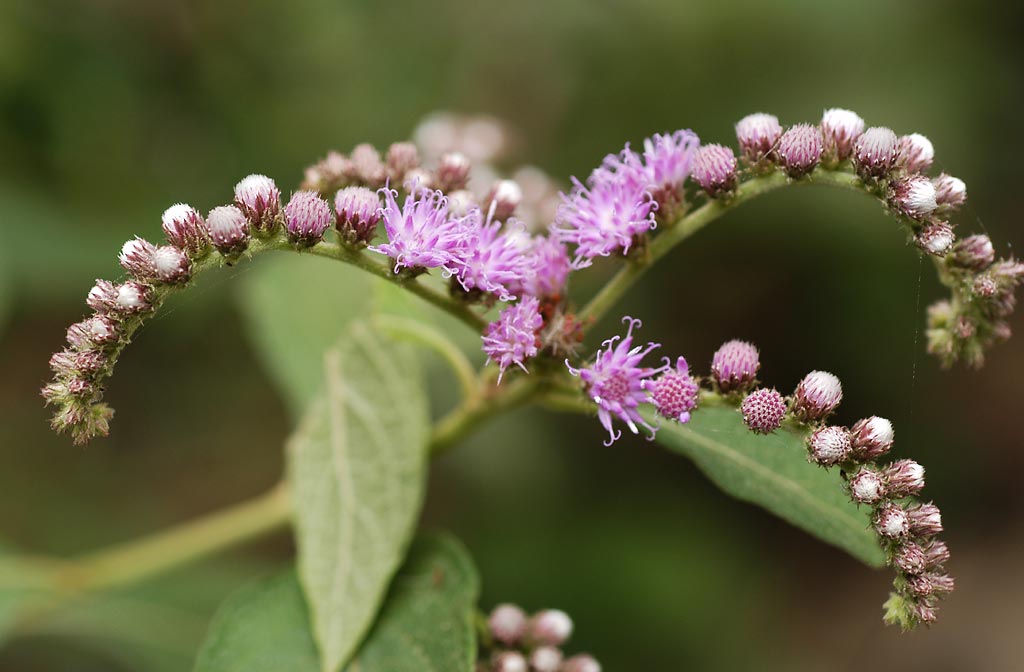 Vernonia creeper. Вернония пепельная. Двуплодник стебельковый. Didymocarpus pedicellata. Дягиль дудник лекарственный.