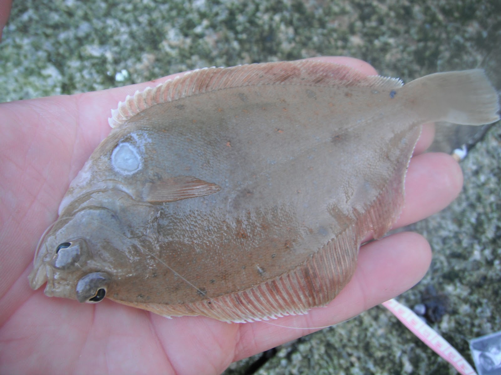 South East Lure Angling A Dab Hand.....