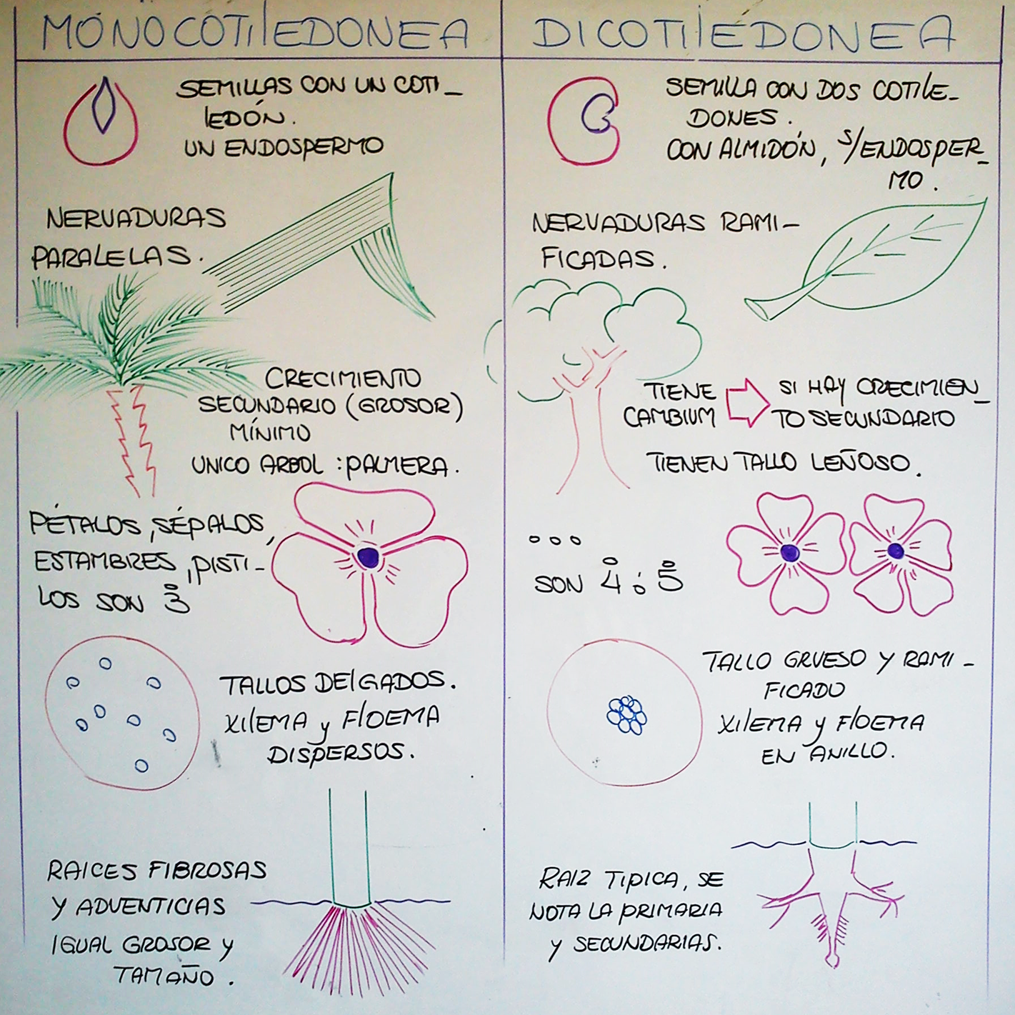 Biología didáctica: NSC 1° - Monocotiledoneas y Dicotiledoneas