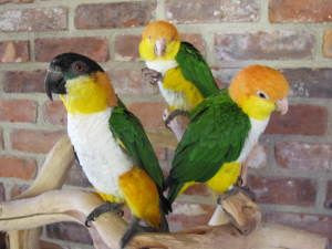 Caique Parrot personality