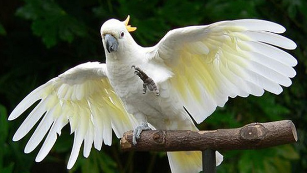 Harga Burung Kakatua Terbaru 2018