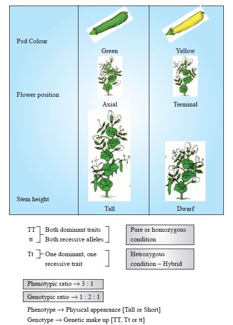 Observations of Monohybrid Cross