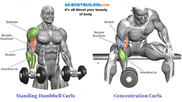 Dumbbell Exercises For the Biceps - Get Big Arms With 2 ...