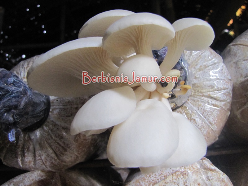 Menghitung Biaya Produksi dan Pemasaran Jamur Tiram Berbisnis Jamur