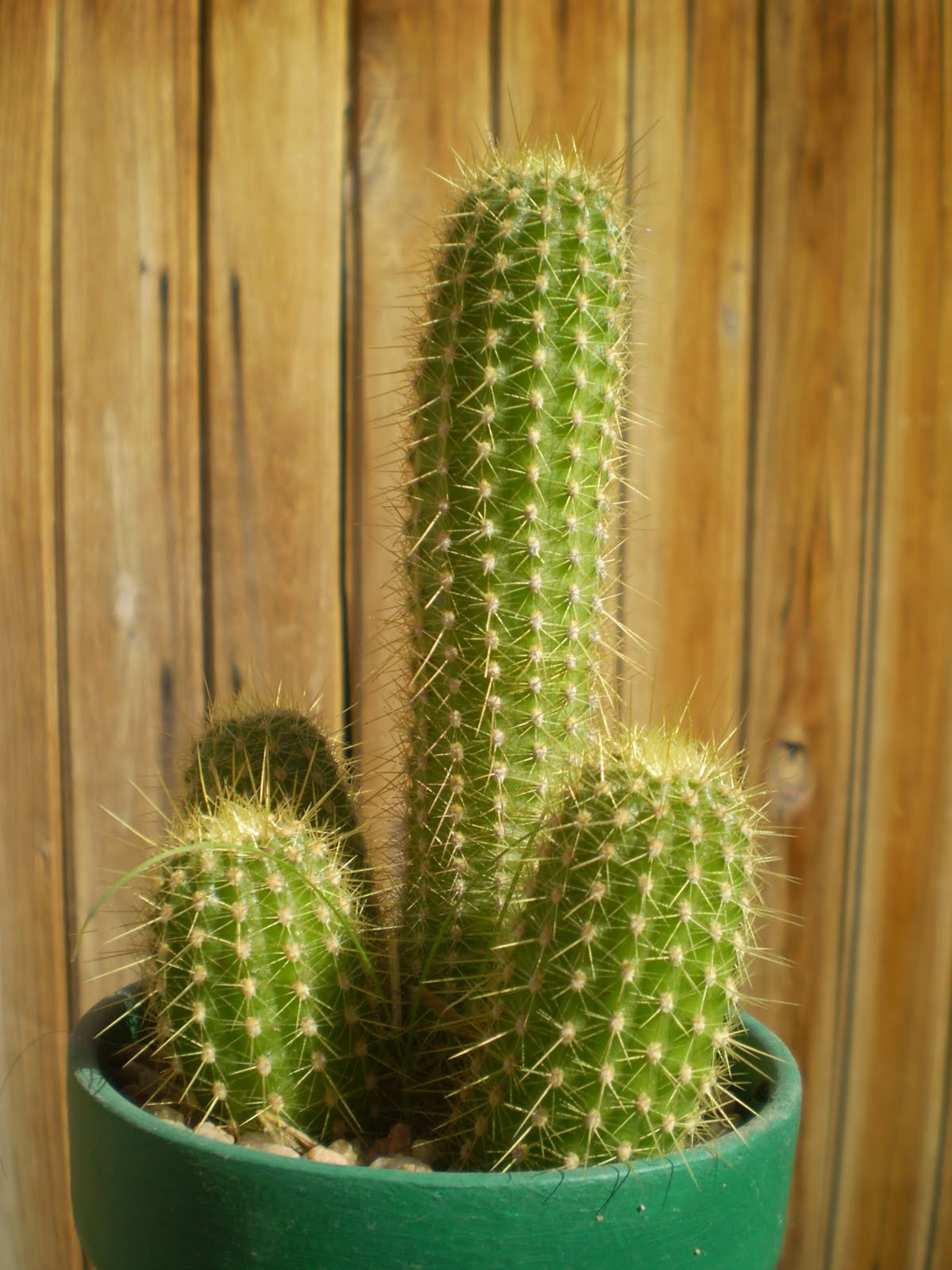 Tu Cactus - venta de cactus y xerófitas: Especies disponibles