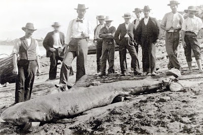Shark caught in Ross Creek, c.1900. (CityLibraries Townsville Local History Collection)