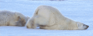 polar bear tired