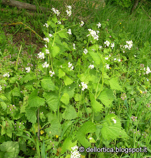 Alliaria erba spontanea nella fattoria didattica dell ortica a Savigno Valsamoggia Bologna Zocca