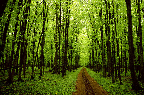 forest_of_trees-565.jpg