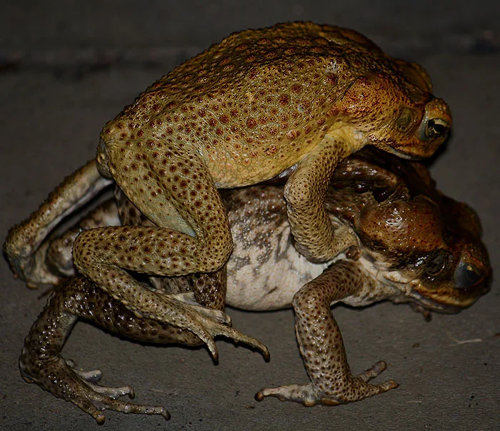 Cane toads getting busy making little Cane toads