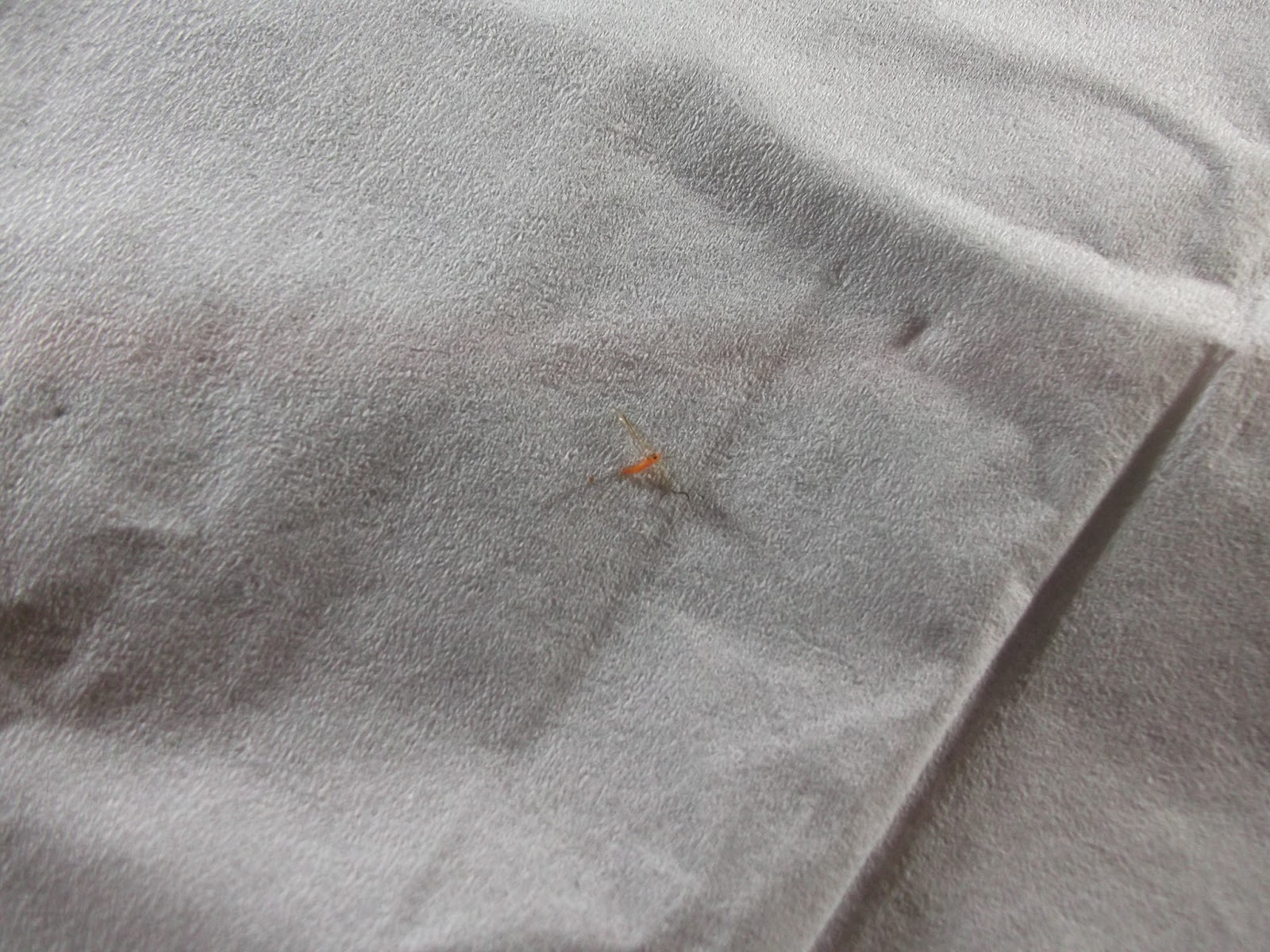 I Found A Tiny Orange Mosquito