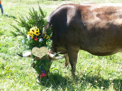 Almabtrieb In Tirol Ein Abenteuer Fur Senner Meets Blogger