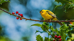 wallpapers desktop latest fly birds lovely