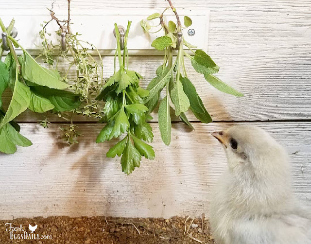 اعشاب الدواجن البيضاء مضاد للبكتيريا ، مضاد للأكسدة ، مضاد للالتهابات ، مطهر ، أعشاب مضادة للتسمم Herbs-for-hens-16