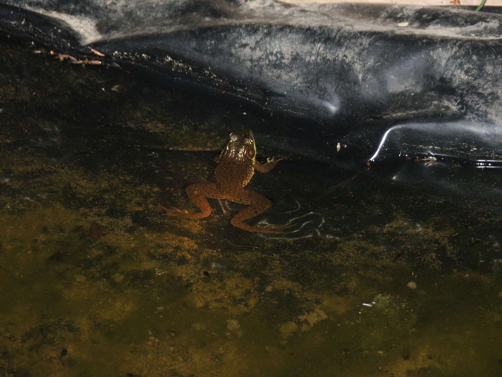 Virginia Water Radio Episode 310 (4416) Many Frogs are Green, But