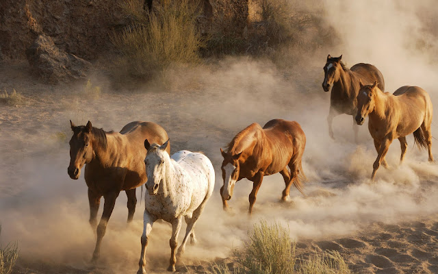 Fast running brown horses