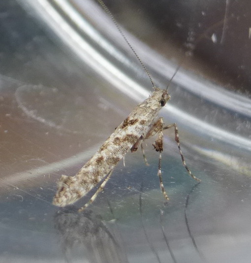 Why Are Moths Attracted To Water