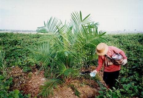 Gapki Keberatan Dengan Penolakan Perluasan Perkebunan Kelapa Sawit Inilahmedan Com