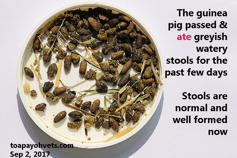 Veterinary, Photography and Travel Stories for vet students and pet