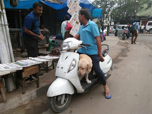 Taking the labrador for a morning ride to buy the newspaper.