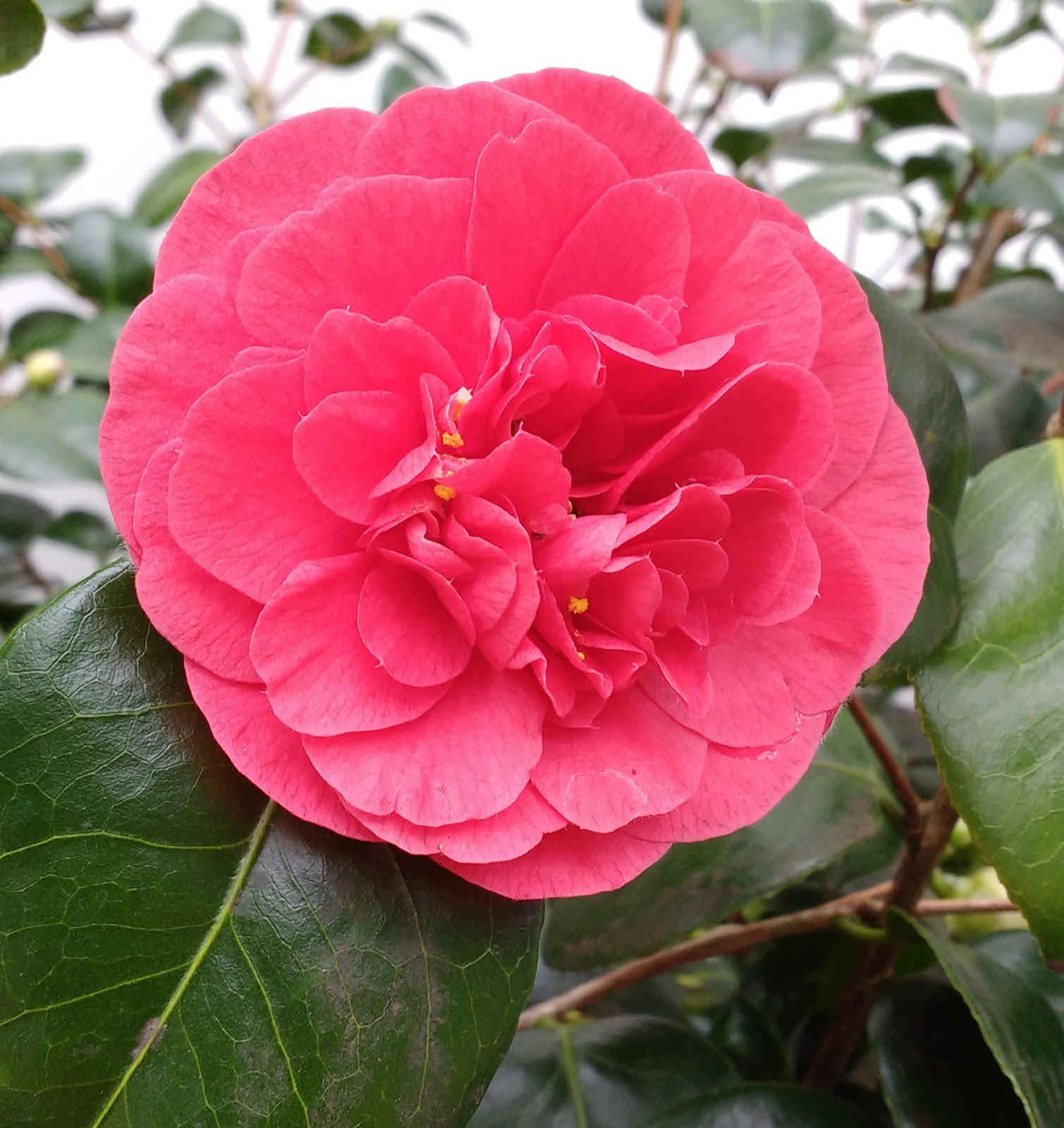 Taking camellia cuttings Sophie in the Sticks