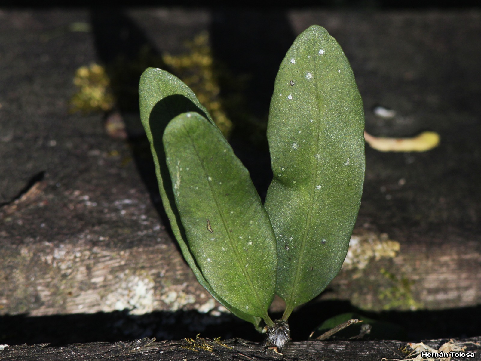 Flora Bonaerense: Suelda consuelda (Microgramma mortoniana)