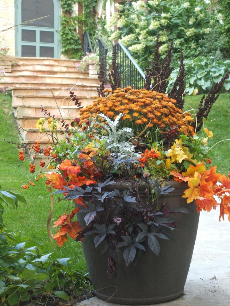 Are mums annuals or perennials?