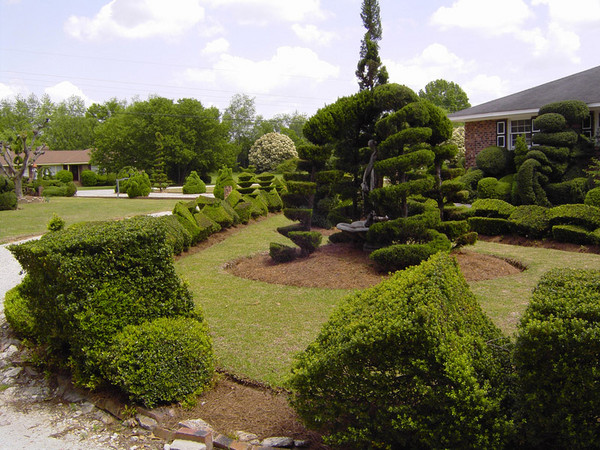 810 New topiary garden in south carolina 111 Art: Pearl Fryar 